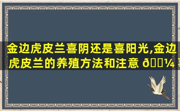 金边虎皮兰喜阴还是喜阳光,金边虎皮兰的养殖方法和注意 🌼 事项